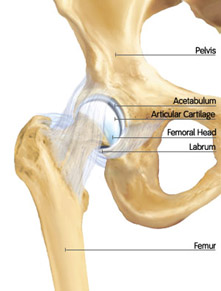 Mr Miles Callahan  Anatomy of the Hip